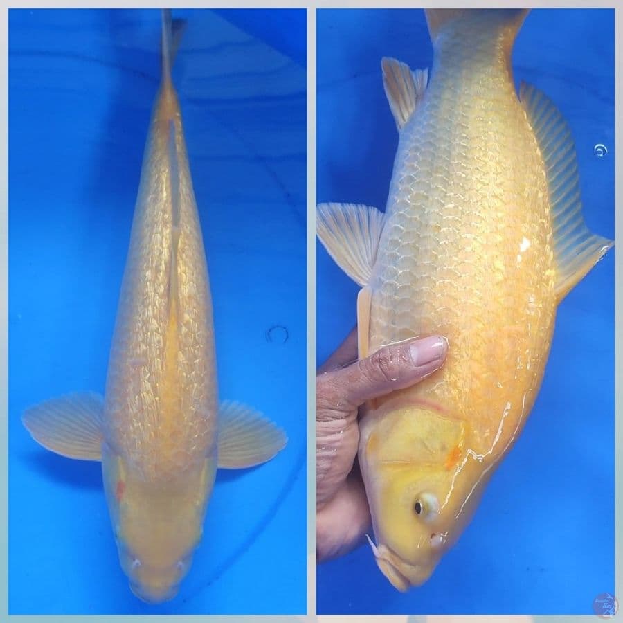 KARASI HINDRIN 41CM