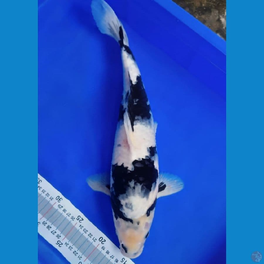 FM 43 cm