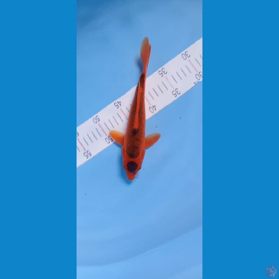 ANTIKAN TANCO MATSUBA ORI 24CM