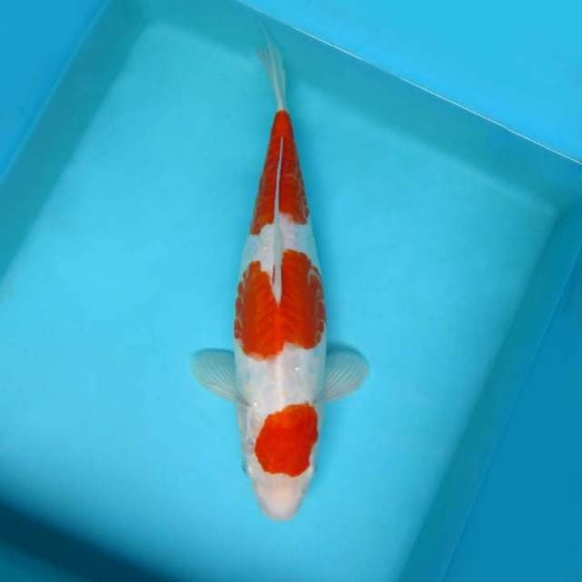 Kohaku 35 cm