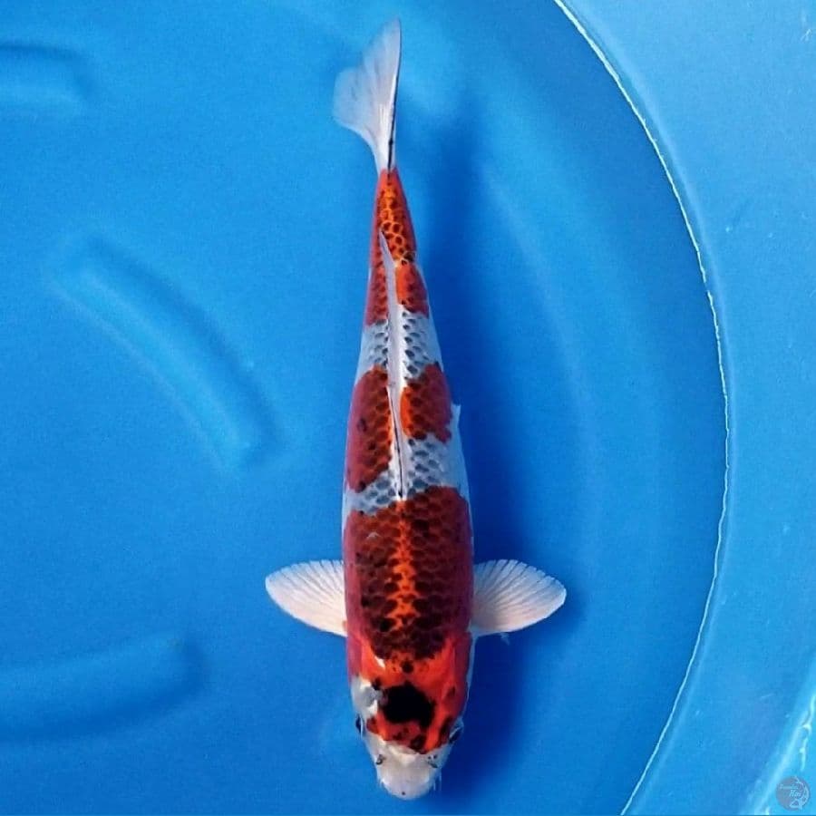 GOSHIKI 40 CM