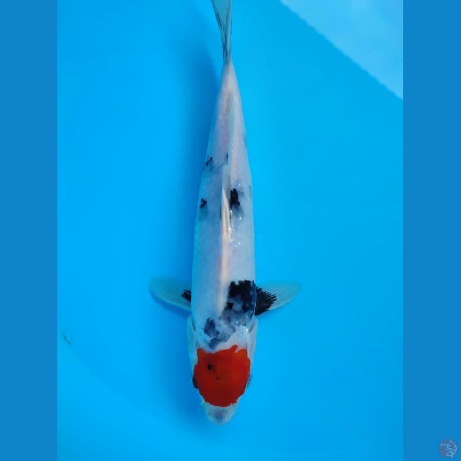 TC SHOWA 24 CM