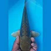 Cagoi 32cm