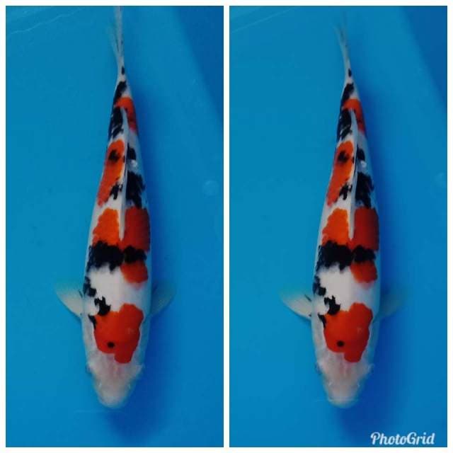 Sq sanke f1 tsuboshumi
