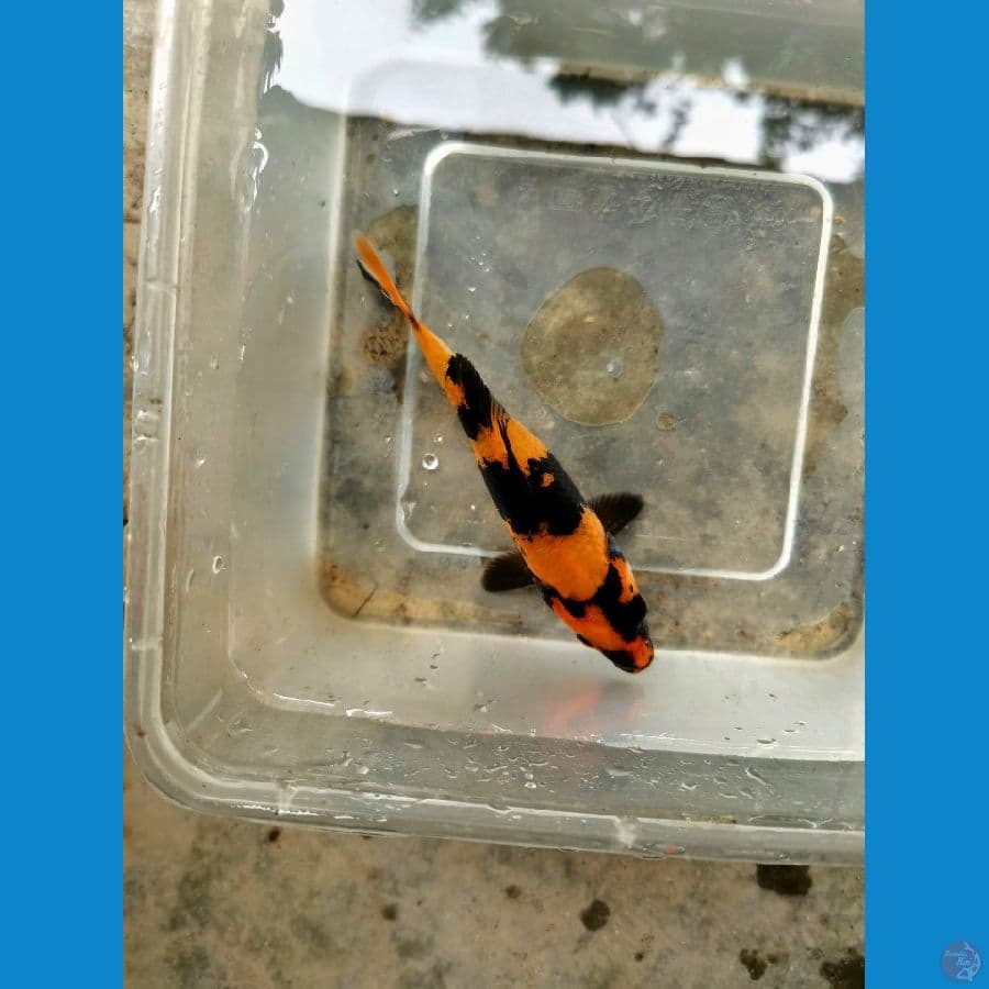 hi utsuri keep (15cm)