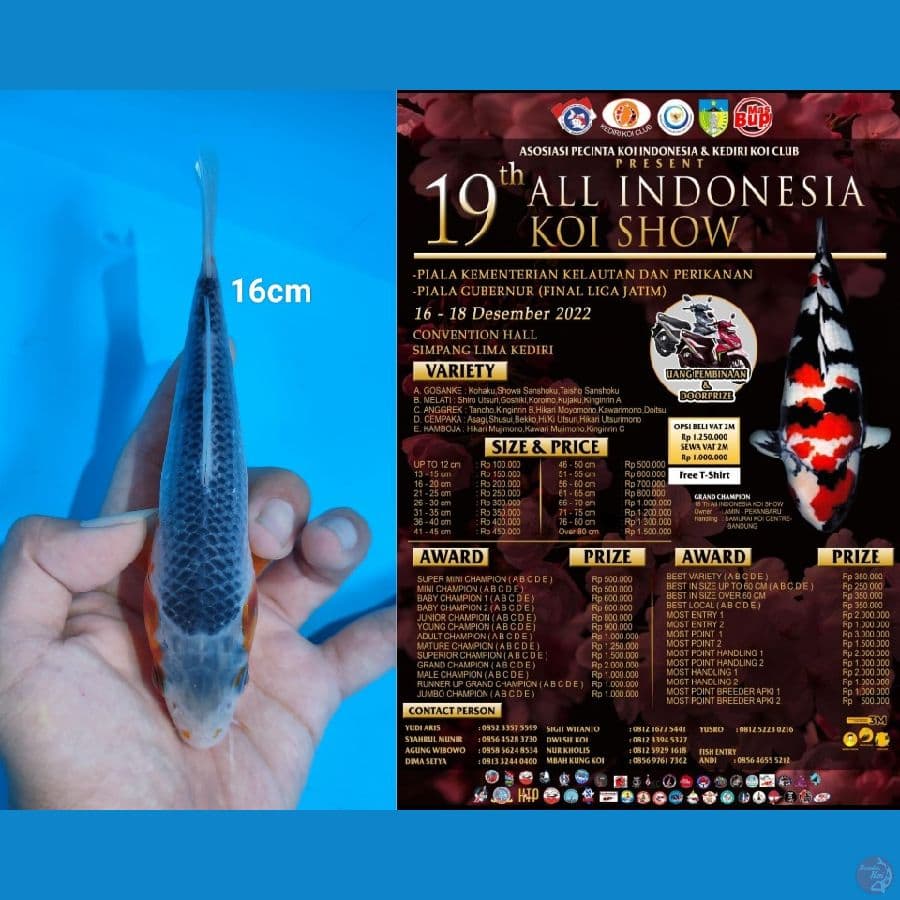 Asagi SQ 16cm