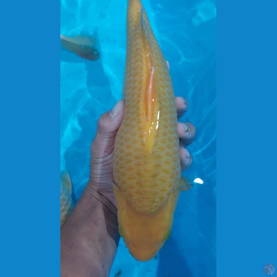 Caramel Punuk Badak super 35cm