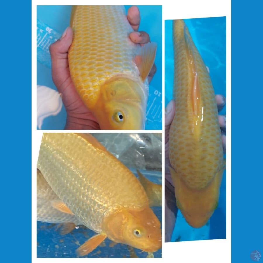 Caramel Punuk Badak super 35cm