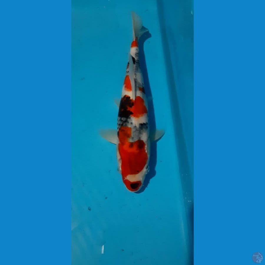 showa HQ 32cm female