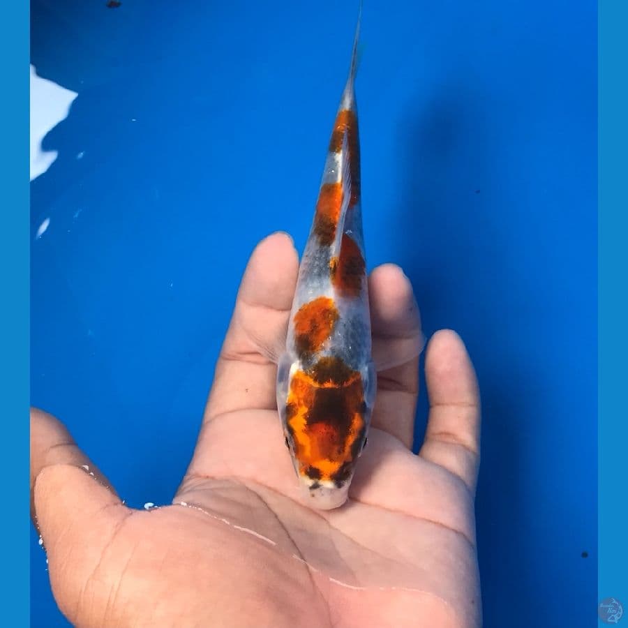 showa 15cm