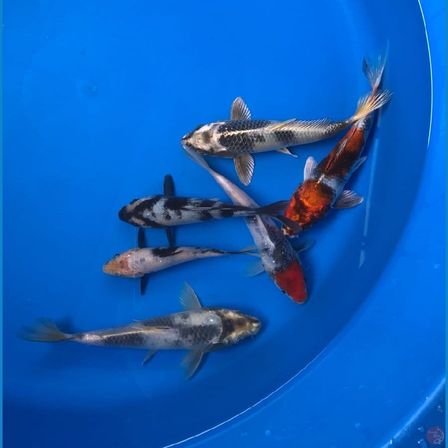 mix koi 15up