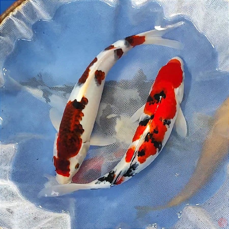 koromo vs sanke all 35cm