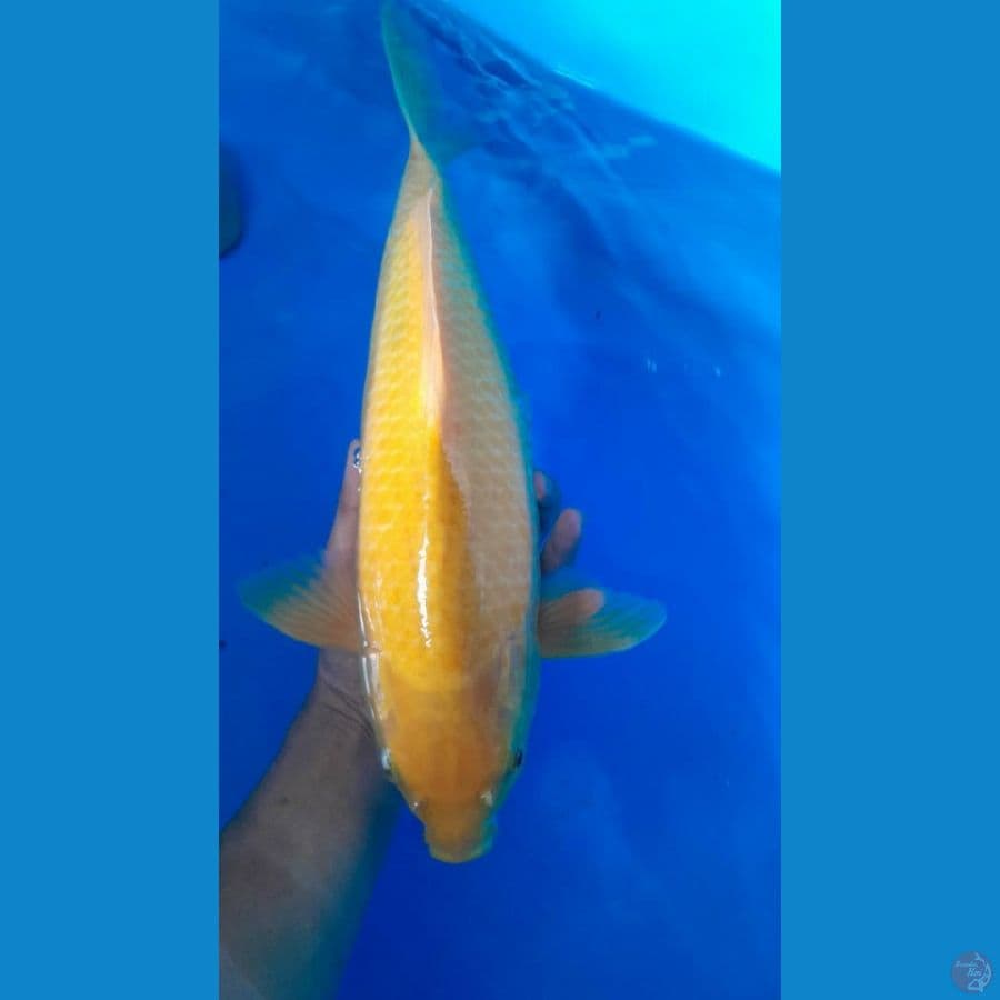 karashi 43 cm male breeder saiful aziz