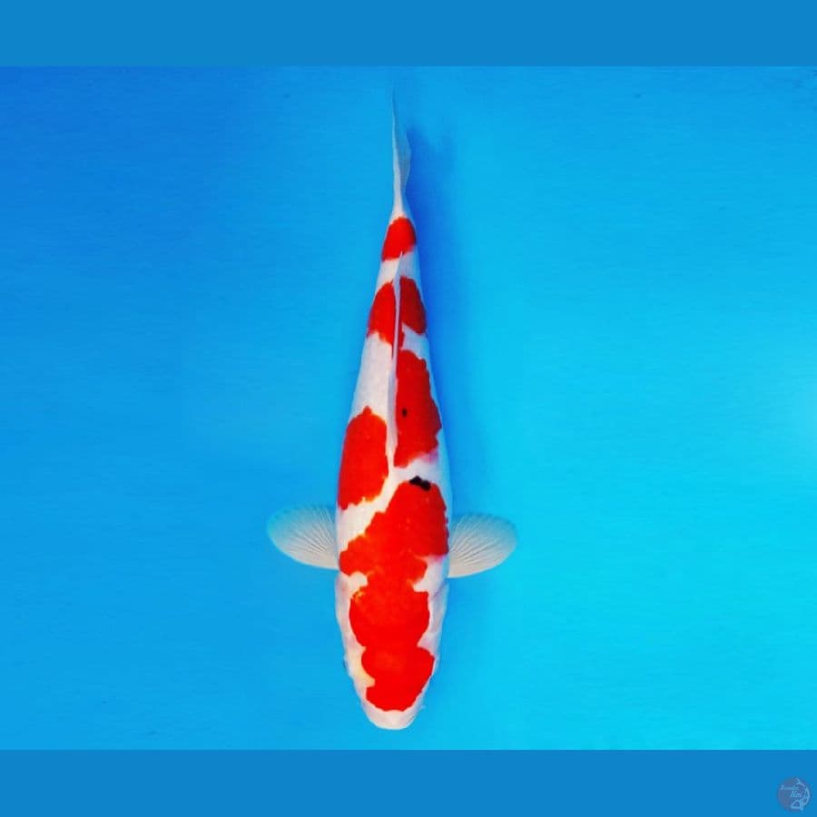HANAKO 3 ~ Sanke 39 cm/fm ®