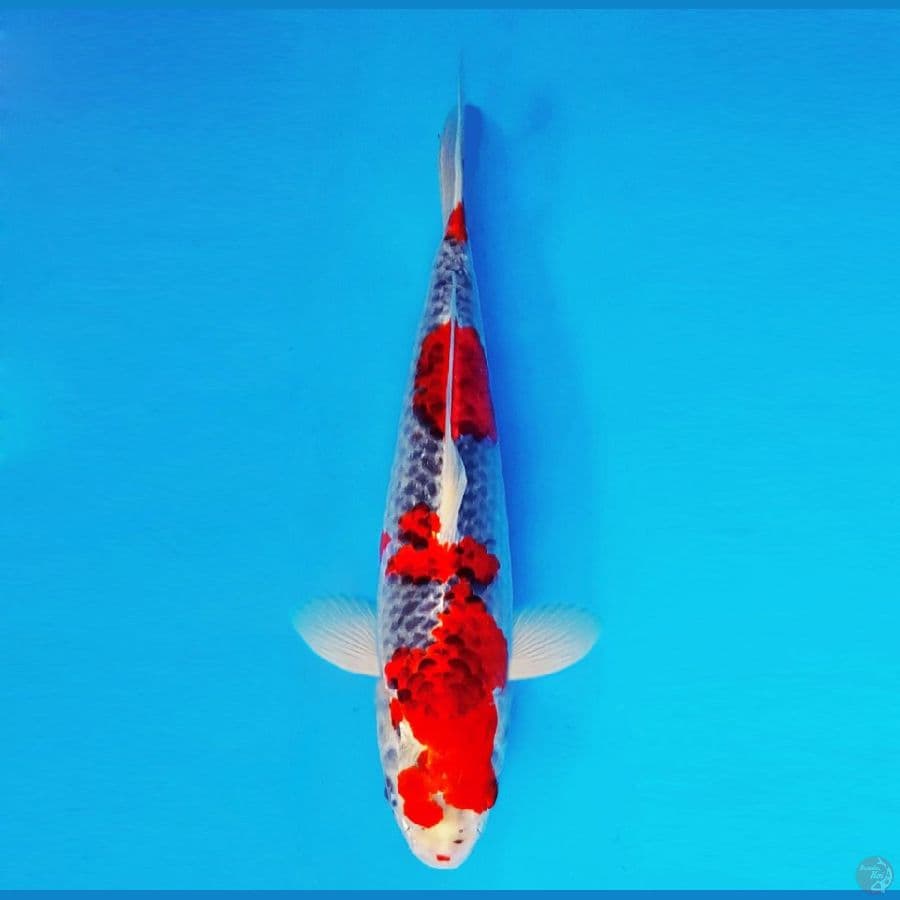 HANAKO 5 - Goshiki 36 cm/fm ®