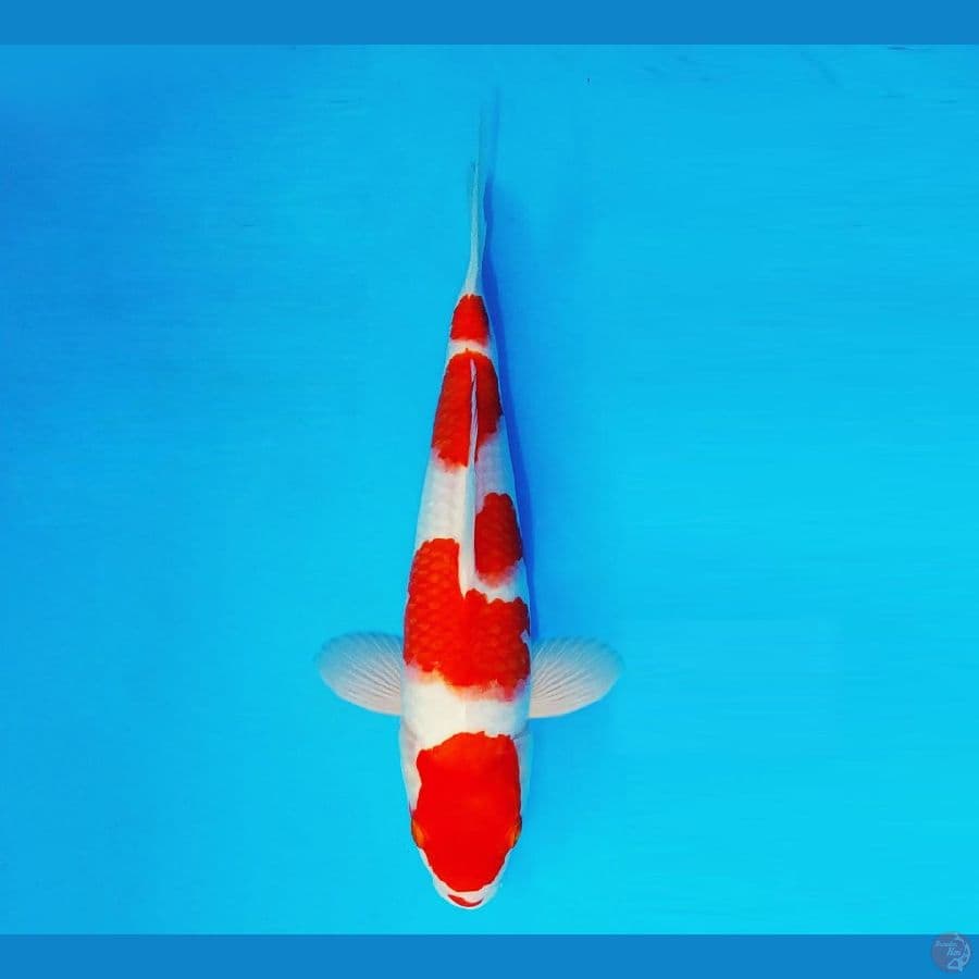 HANAKO 10 - Kohaku 29 cm/male ®