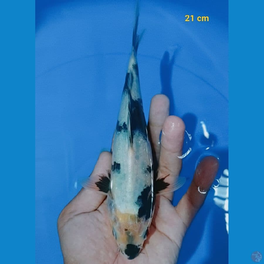 shiro 21 cm