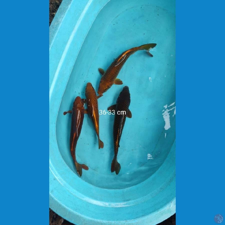 tembaga cagoei 33 36 cm