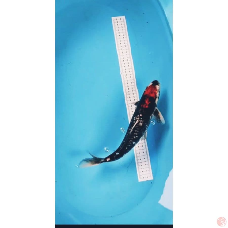 beni kumon 39cm