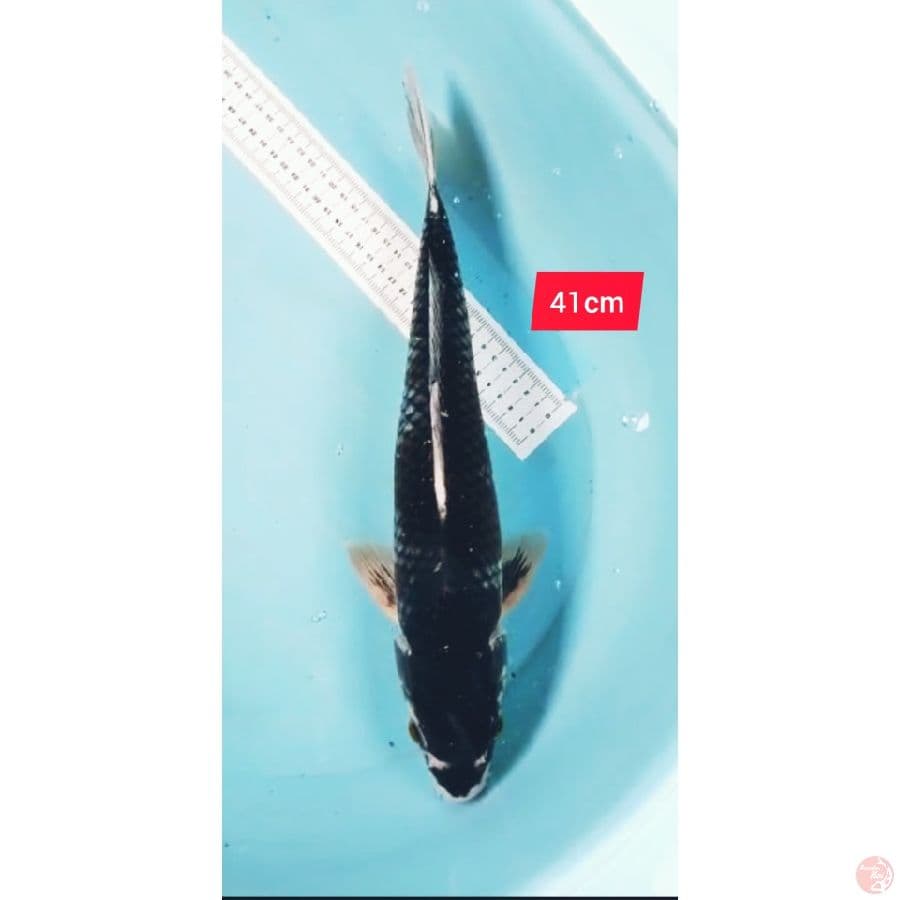 ochiba antik 41cm