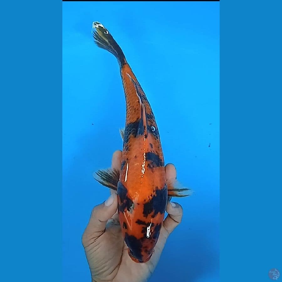 hi utshuri : 30 cm
