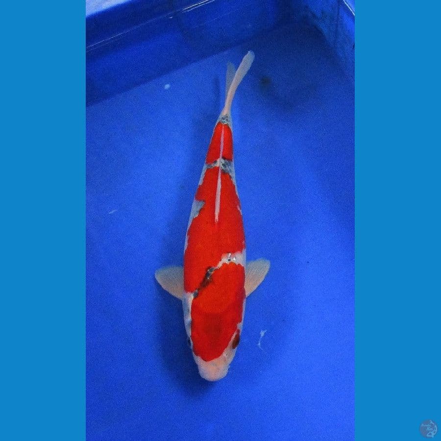 red goshiki ±30cm