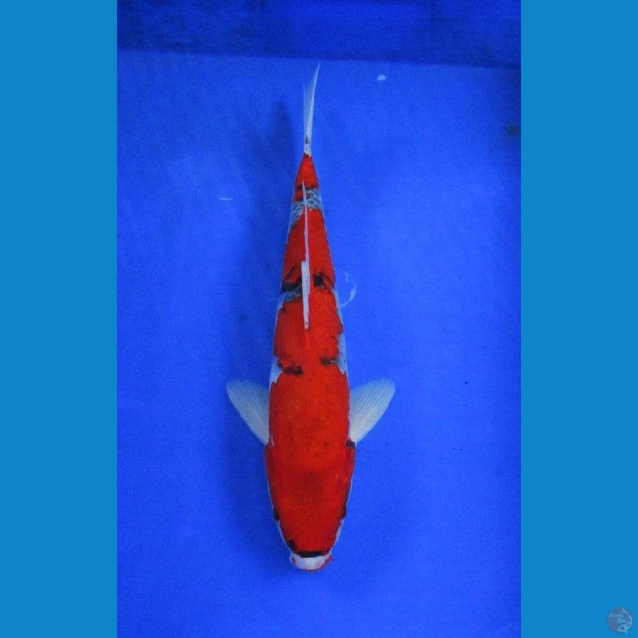 red kuro goshiki ±31cm jantan