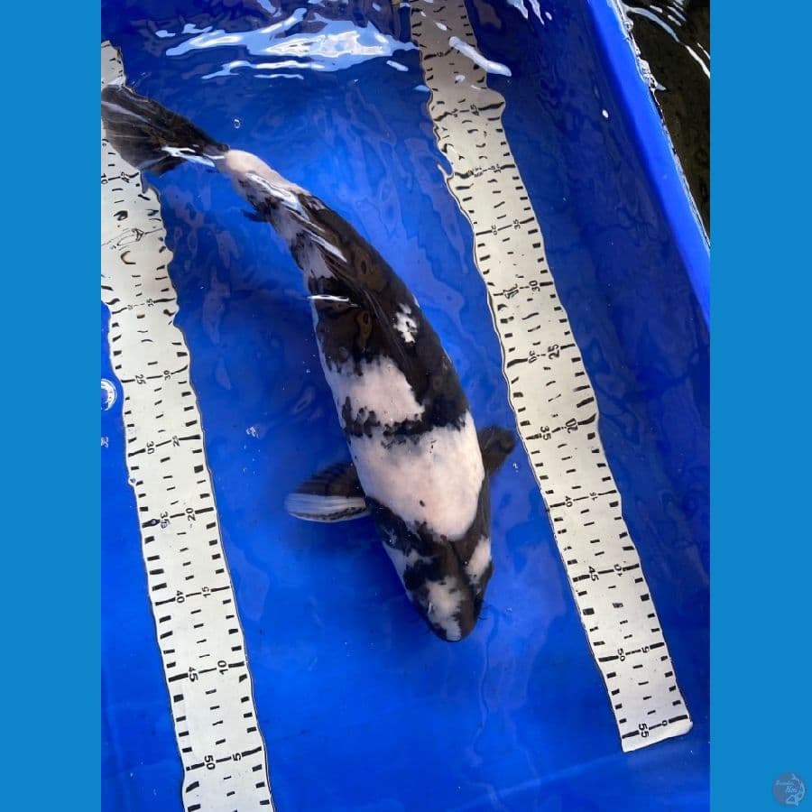 shiro jumbo 42 cm punuk