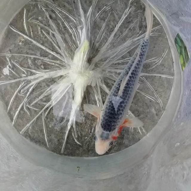 asagi 28cm
