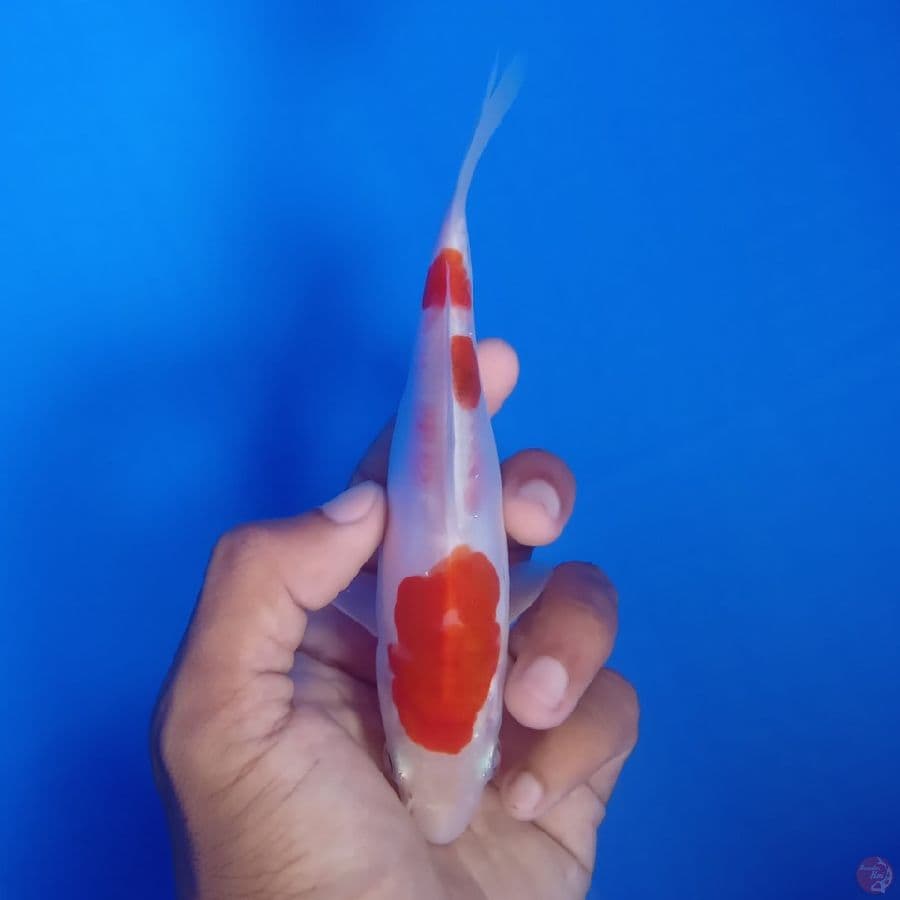 KUROSAWA - DOITSU MURNI 16CM