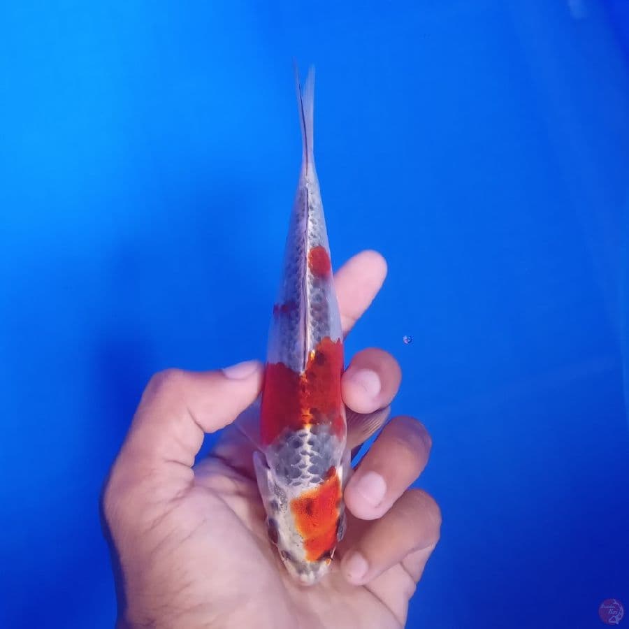 KUROSAWA - KUJAKU A 16CM