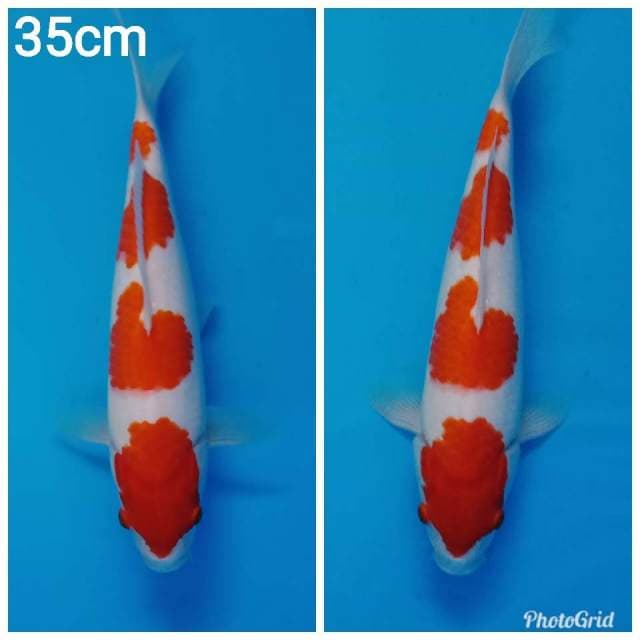 F1 yondan kohaku original mata setan