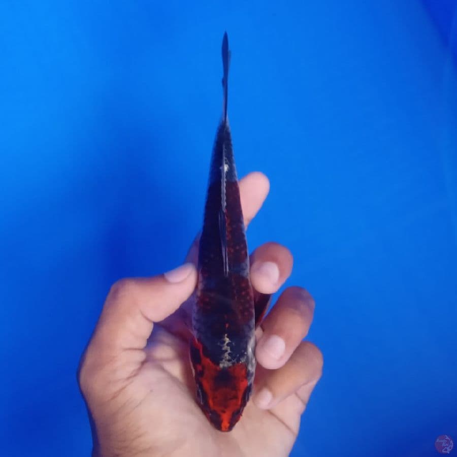 KUROSAWA - BENI GINGGA C 17CM