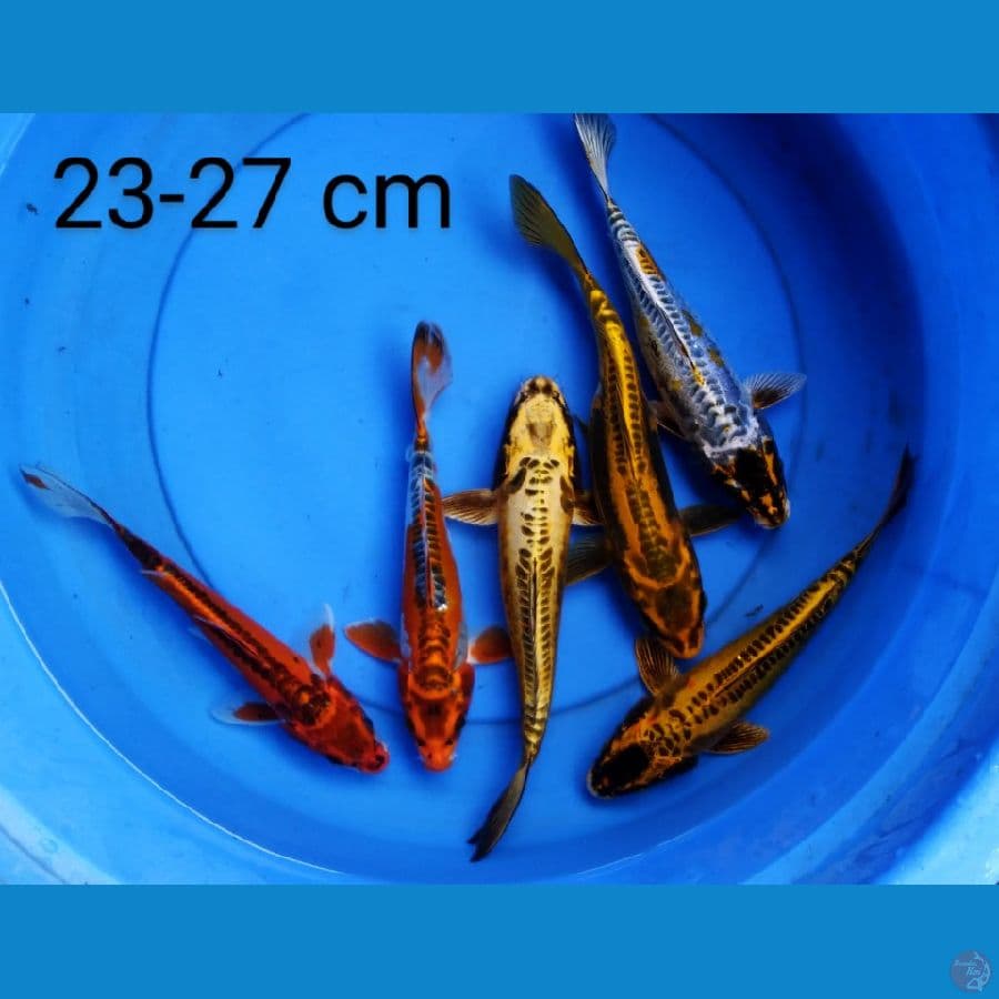 kikokuryu 23-27 cm