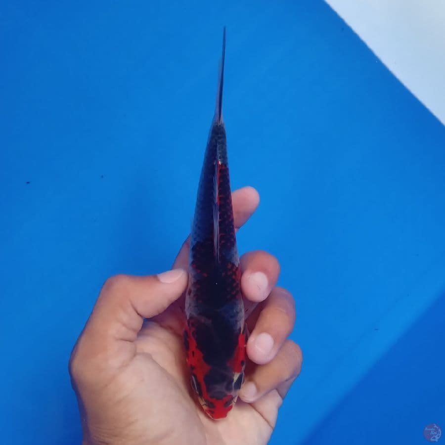 KUROSAWA - BENI GINGGA J 17CM