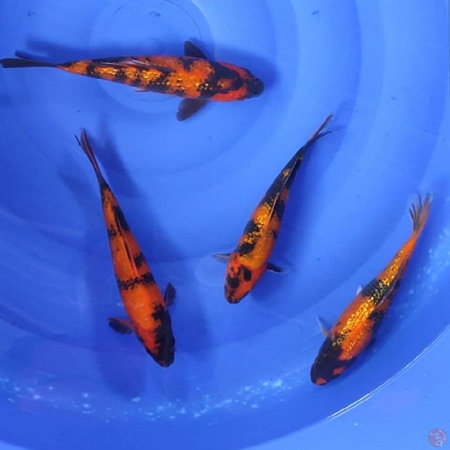 HIUTSURI 22-25CM