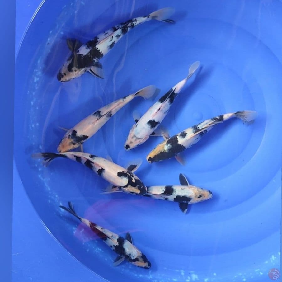 SIRO 23-30CM