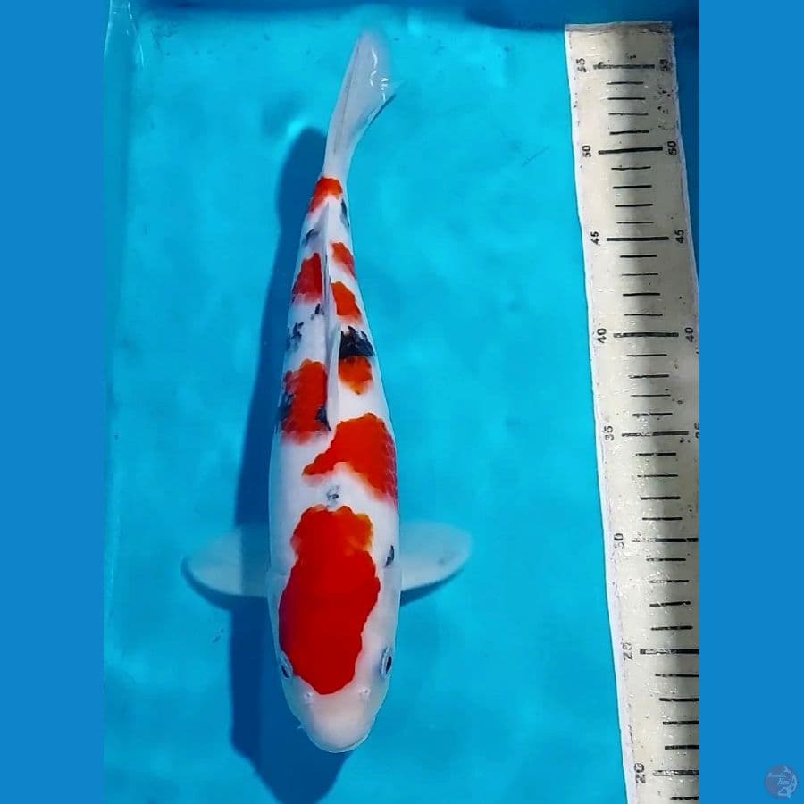 SANKE HQ 34 CM