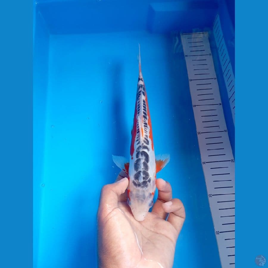 Shusui SQ 26Cm