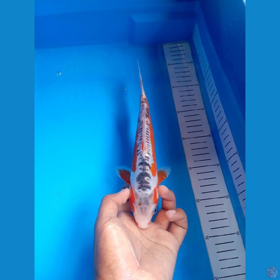 Bahan Keep Shusui #24Cm