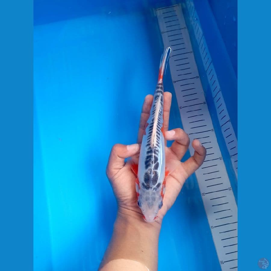 Bahan Kepping Shusuj 24Cm