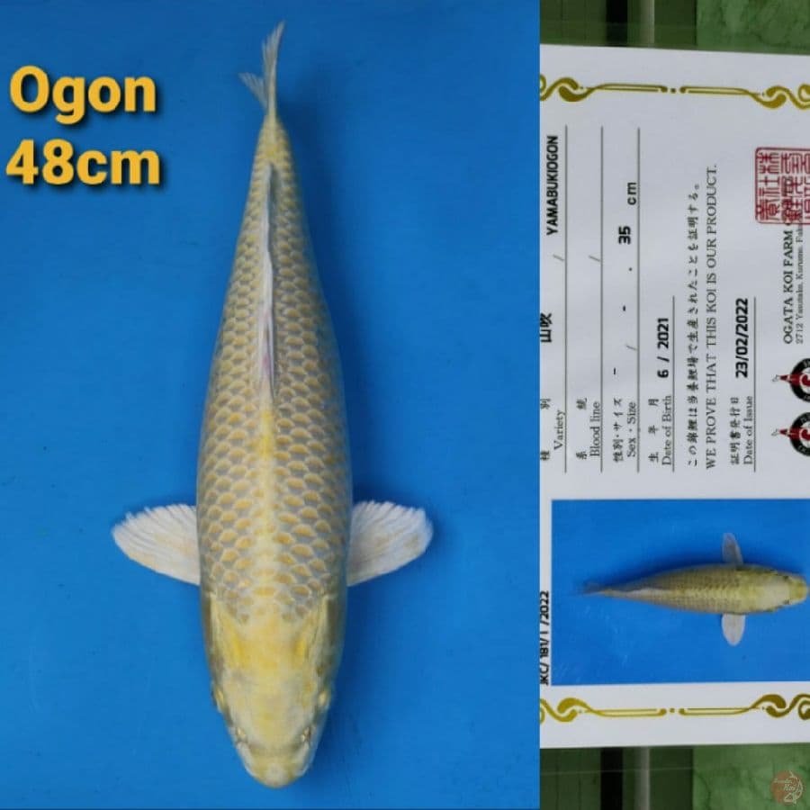 OGATA OGON 48CM SERTI
