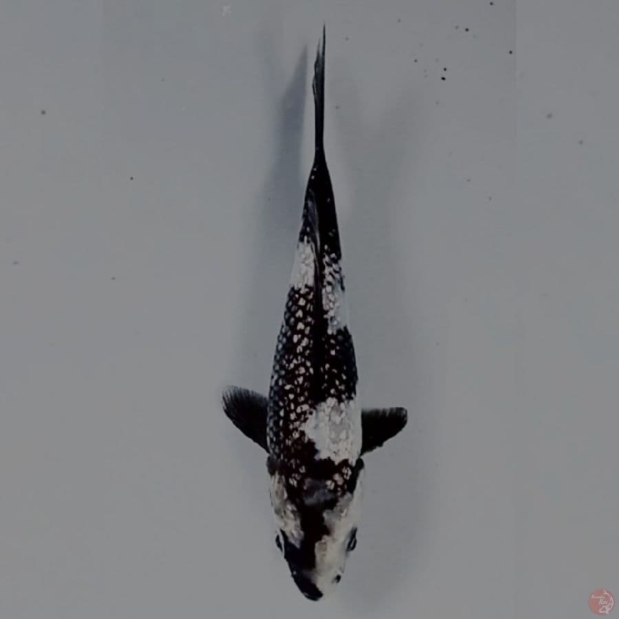 10 cm