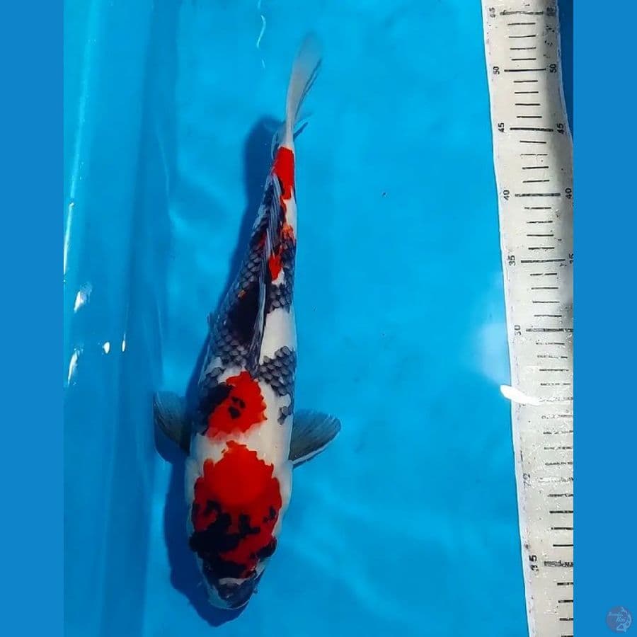 SHOWA 35 CM