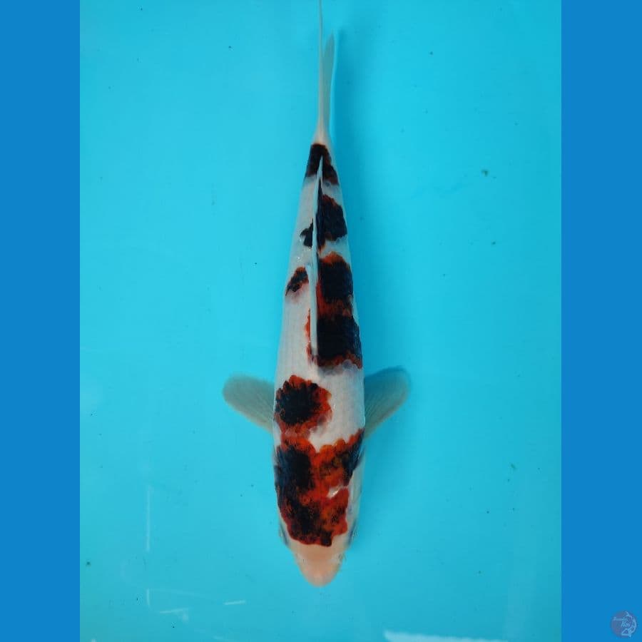 koromo 23 cm