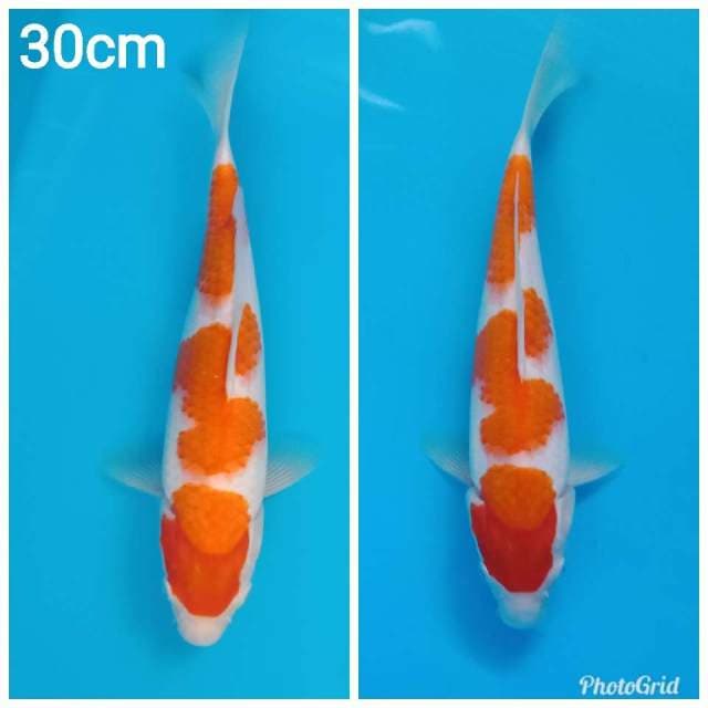 Kohaku
