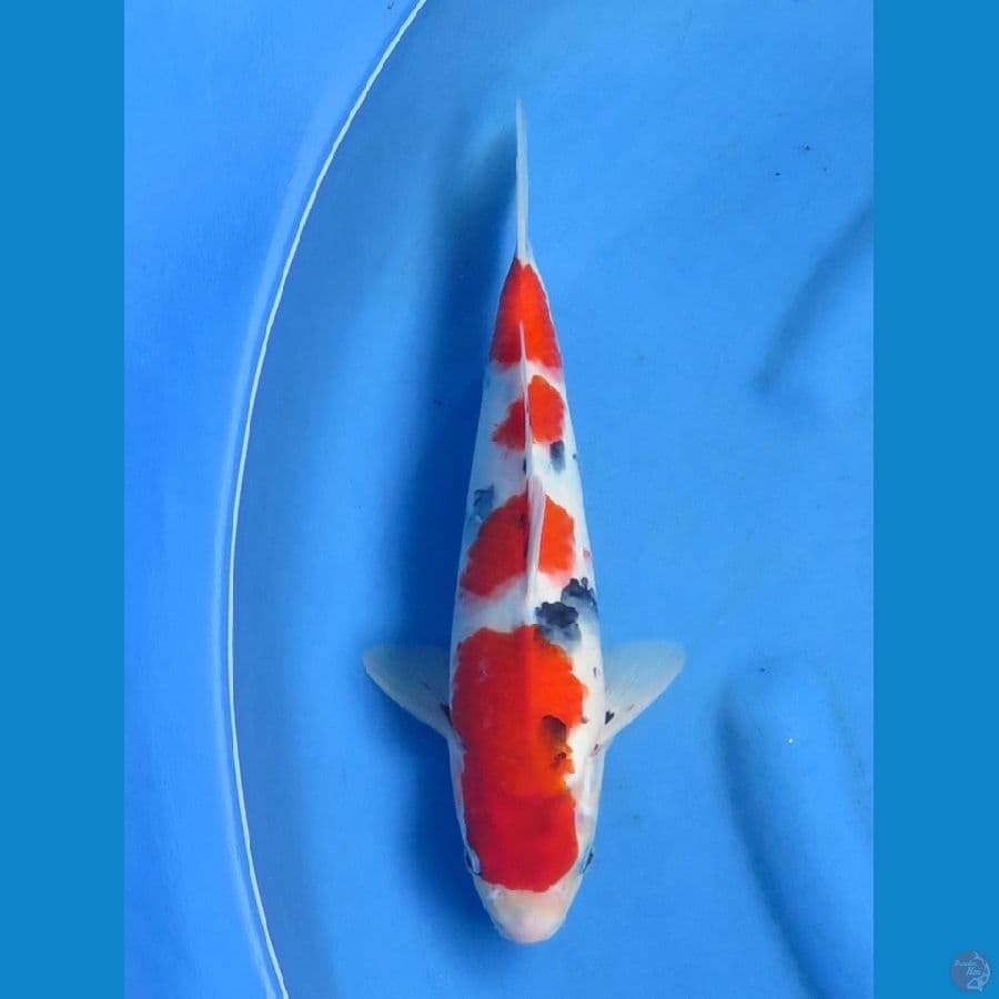 33cm , Kindai Showa Male