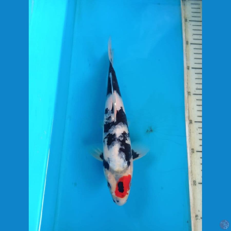 tanco showa size 26cm
