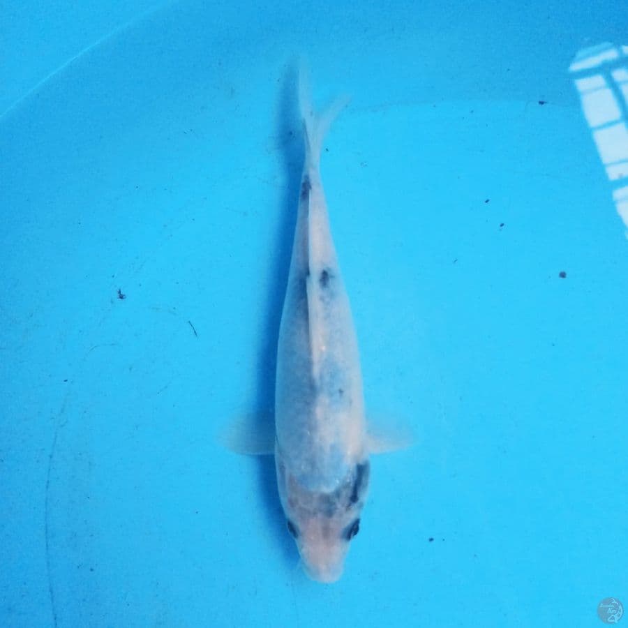 Shiro 20cm