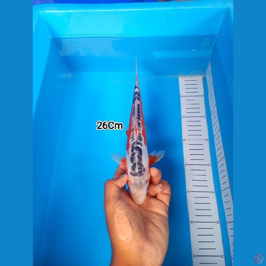 26Cm #Shusui
